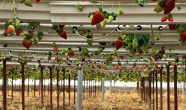 Almanya'da eğitim aldı, Türkiye'de "topraksız" başarıyı yakaladı: Hedef 100 ton çilek