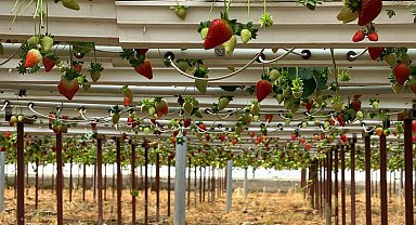 Almanya'da eğitim aldı, Türkiye'de "topraksız" başarıyı yakaladı: Hedef 100 ton çilek