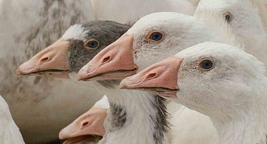 Anadolu kazına "milli kimlik": Anne hattı Yozgat, baba hattı Bandırma