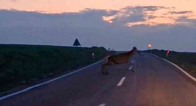 Ankara'da yaban geyiği sürüsü görüldü