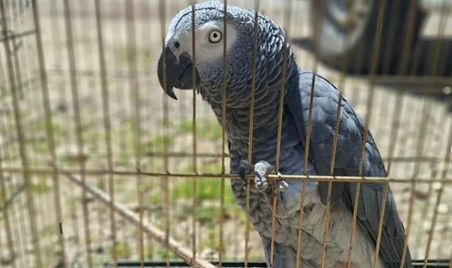 Antalya'da belgesiz papağan bulunduran işletme sahibine 15 bin TL ceza