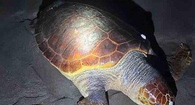 Antalya'da sahilde dev caretta caretta ölü bulundu