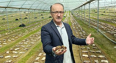 Antalyalı ziraat mühendisi serada kuzugöbeği mantarı üretimine başladı