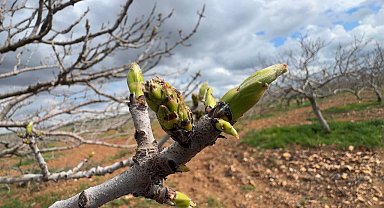 Antep fıstığının sürgün gelişiminde karagöz kurdu ve kabuklu bit riski