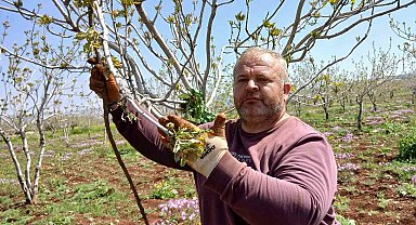 Araban'da fıstık üreticileri tırtıl'la mücadele çalışması başlattı