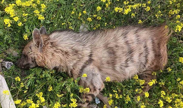 Aracın çarptığı sırtlan telef oldu