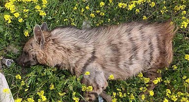 Aracın çarptığı sırtlan telef oldu