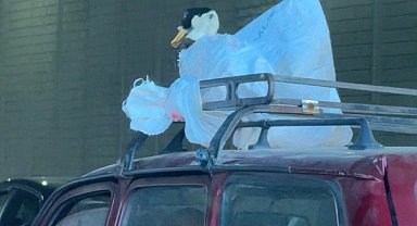 Aracın üzerindeki kazın ilginç yolculuğu kameraya yansıdı