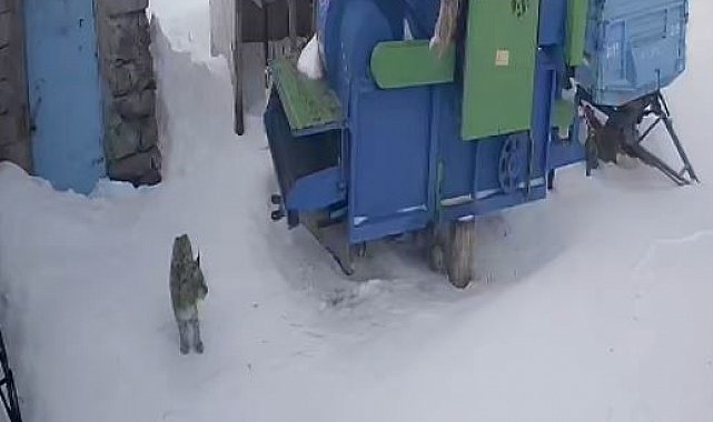 Ardahan'da aç kalan vaşak köye indi