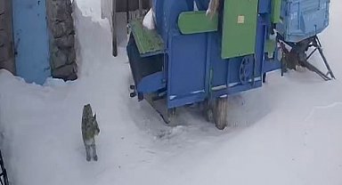 Ardahan'da aç kalan vaşak köye indi