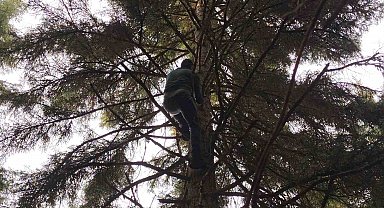 Artvin'de 40 metrelik göknar ağacının tepesine takılan dronu böyle kurtardılar