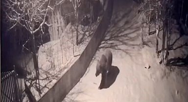 Artvin'de aç kalan ayılar köylere indi