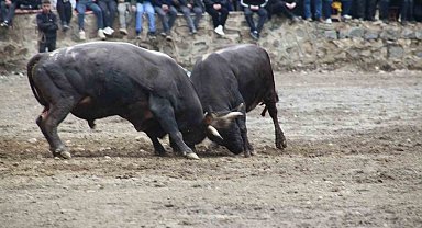 Artvin'de boğa güreşleri sezonu Sarıgöl'de açıldı