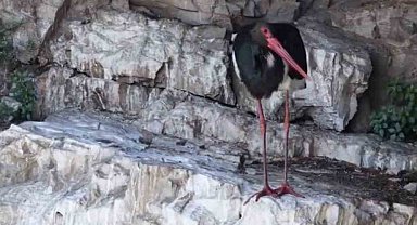 Artvin'de kara leylek görüntülendi