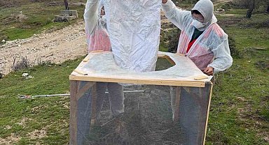 Aydın ormanlarında çam kese böceğine karşı kapsamlı mücadele