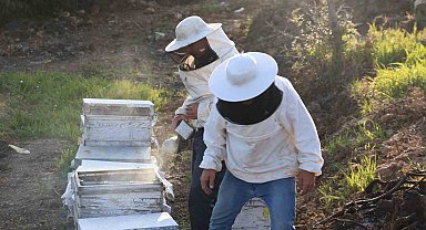 Aydın'da arı kolonileri gençleşiyor, arıcılar sezondan umutlu