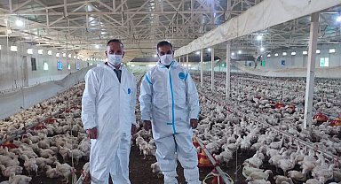 Aydın'da kanatlı üretimi 71 işletmede sürüyor