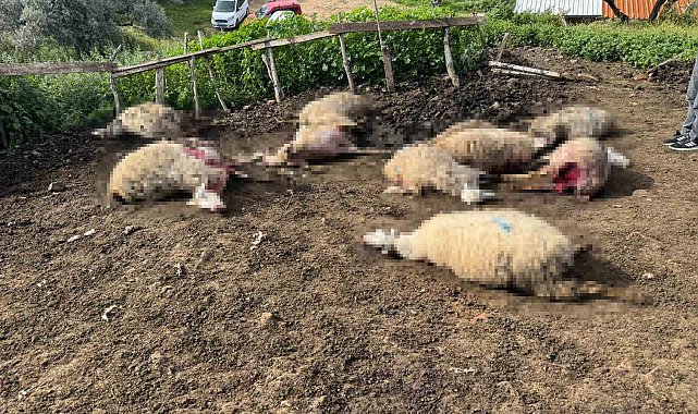 Aydın'da kurt saldırısı vatandaşları tedirgin etti