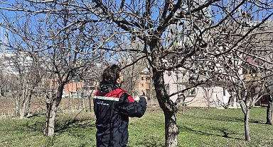 Aydıntepe'de meyve bahçelerinde budama uygulaması sürüyor