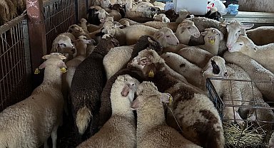 Aydıntepe'de şap hastalığına yönelik NSP ve bağışıklık takibi başlatıldı