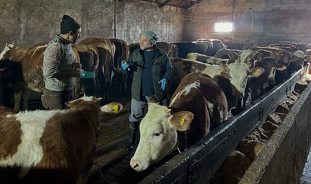 Aydıntepe'nin 23 köyünde ve 4 mahallesinde şap aşılama kampanyası tamamlandı