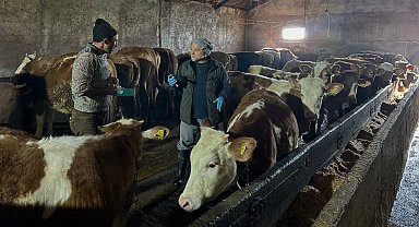 Aydıntepe'nin 23 köyünde ve 4 mahallesinde şap aşılama kampanyası tamamlandı