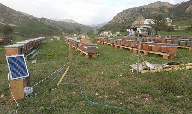 Ayıya elektrikli tuzak bile engel olamadı: Tellerin altını kazıp kovanlara ulaştı