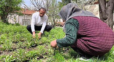Babasından miras kalan akzambaklara gözü gibi bakıyor
