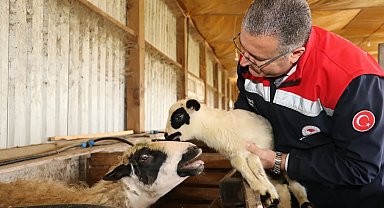 Bafra'da organik hayvancılığa yerinde inceleme