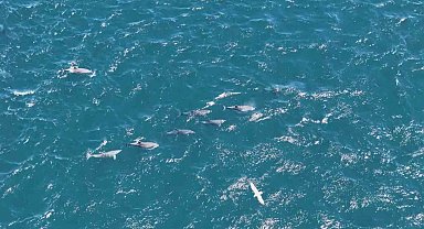 Baharın gelmesiyle İstanbul Boğazı'nda yunuslardan görsel şölen