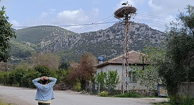 Baharın habercisi leylek, yuvasına bu yıl da eşiyle birlikte geldi