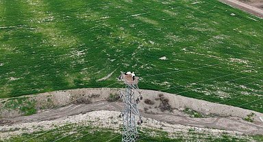 Baharın müjdecisi leylekler Elazığ'ı renklendiriyor