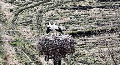 Baharın müjdecisi leylekler Sinop'a geldi
