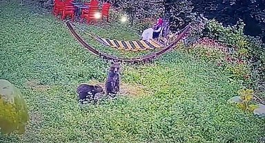 Bahçeye giren yavru ayılar kamerada