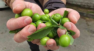 Balıkesir'de ilk erik hasadı yapıldı