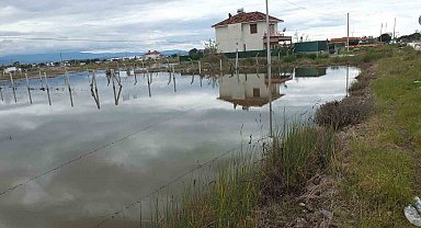 Balıkesir'de nisan yağmurları zeytincileri sevindirdi