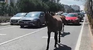 Başıboş atlar şehirde yolları mesken tuttu