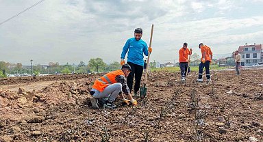 Başiskele'de 15 bin gül fidanı toprakla buluşuyor