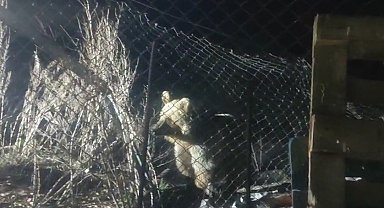 Bayburt'ta şantiye alanına inen ayı vatandaşın sesini duyunca böyle kaçtı