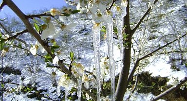 Bayburt'ta üreticilere zirai don uyarısı