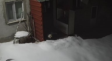 Bayburt'ta vaşaktan sonra bu kez tilki tavşan avladı