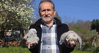 Baykuş ile çiftçinin 20 yıllık dostluğu: Her yıl aynı serendisine yuvalıyor
