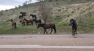 Beypazarı'nda yılkı atları görüntülendi