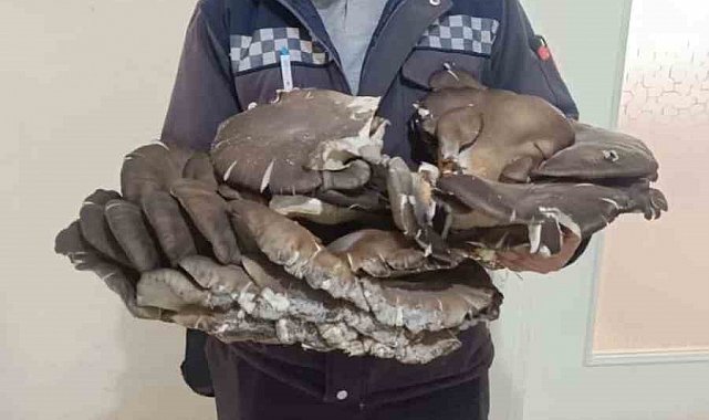 Beyşehir'de doğada bulduğu 10 kiloluk mantar şaşırttı