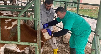 Beyşehir'de hayvan sağlığını koruma çalışmaları