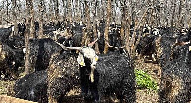 Bingöl'de soğuklar yaylaya çıkışı geciktirdi: Hayvanlar besiye alındı
