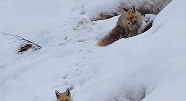 Bingöl'de yuvasında görüntülenen kızıl tilki mest etti