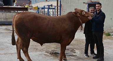 Bir ton 140 kilogramlık kurbanlık dana 575 bin liraya alıcı buldu