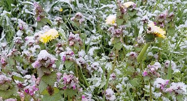 Bolu'da baharda açan çiçekler beyaza büründü