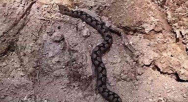 Bolu'da odun yığınları arasında nesli tehlike altında olan zehirli yılan görüntülendi